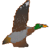 canard