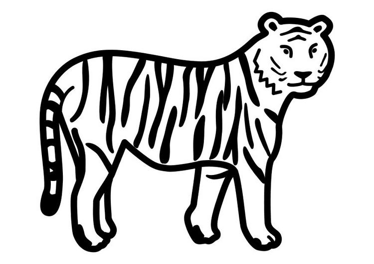 tigre