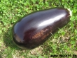 aubergine