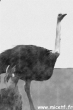 autruche