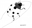 coccinelle nb