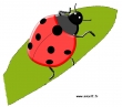 coccinelle