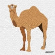 dromadaire