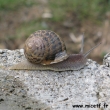 escargot 1