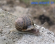 escargot 2