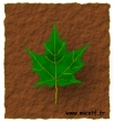 feuille
