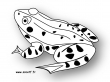 grenouille nb