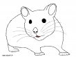hamster nb