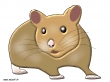 hamster