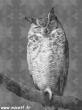 hibou  1