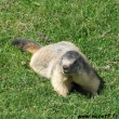 marmotte