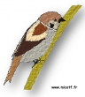 moineau