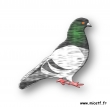 pigeon
