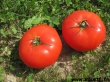 tomates