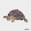 tortue 1