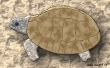 tortue